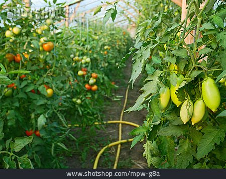 
                Gewächshaus, Tomatenpflanze, Gemüseanbau                   
