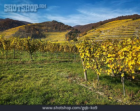 
                Landwirtschaft, Weinberg, Weinanbau                   