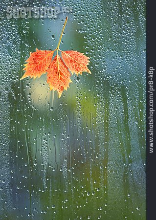 
                Regentropfen, Fensterscheibe, Herbstblatt                   