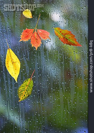 
                Herbstlaub, Regentropfen, Fensterscheibe                   