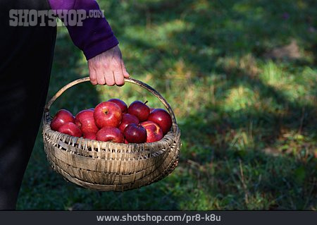 
                Korb, Ernte, äpfel                   