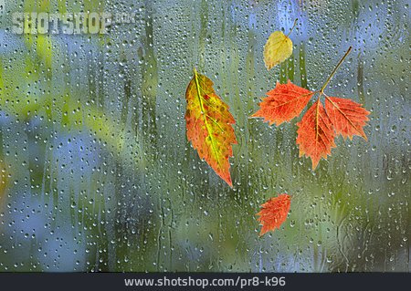 
                Herbstlaub, Regnerisch, Fensterscheibe                   