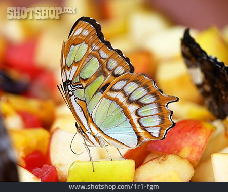
                Schmetterling, Futterstelle                   