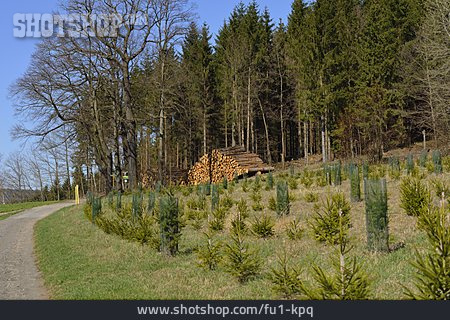 
                Forstwirtschaft, Fichten, Aufforstung                   