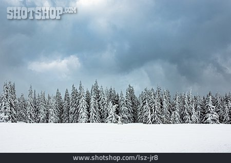 
                Winter, Nadelwald, Schneebedeckt                   