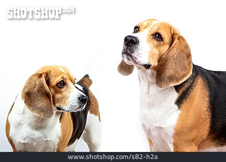 
                Hund, Beagle                   