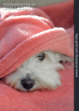 
                Dog, Hiding, Blanket                   