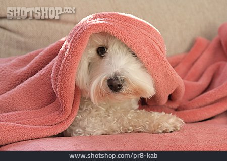 
                Hund, Decke, Zugedeckt                   