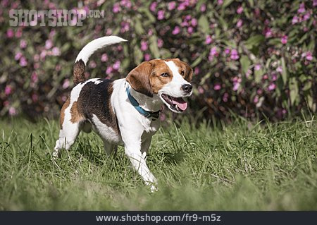 
                Beagle                   