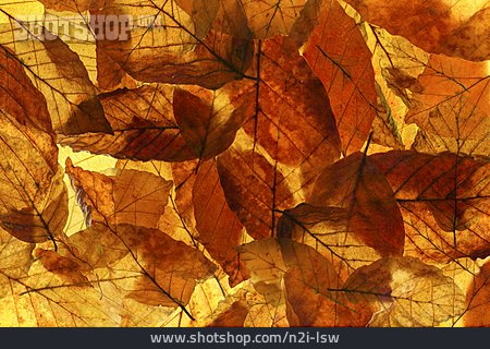 
                Herbstlaub, Buchenblatt, Herbstblatt                   