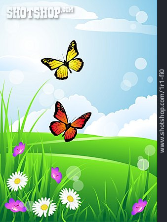 
                Schmetterling, Blumenwiese, Frühling                   