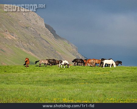 
                Islandpferd, Pferdeherde                   