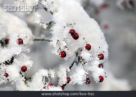 
                Winter, Hawthorn, Hawthorn Berries                   