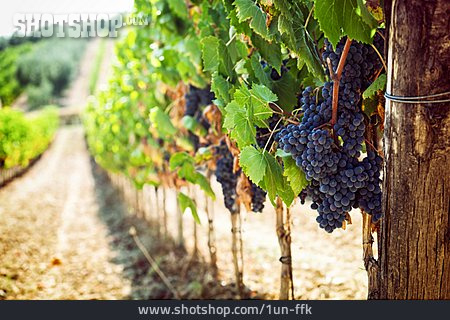 
                Weinrebe, Weinanbau, Rote Weintraube                   
