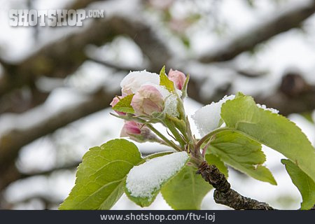 
                Frost, Apfelblüte                   