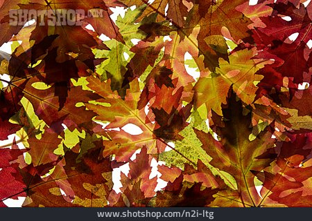 
                Ahornblätter, Herbstfärbung                   