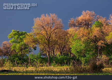 
                Bäume, Botswana, Okavangodelta                   