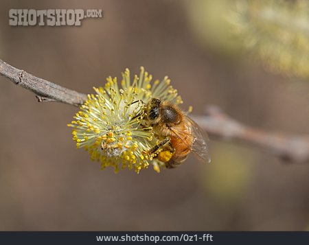 
                Pollen, Honigbiene, Palmkätzchen                   