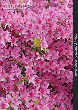 
                Rhododendronblüte                   