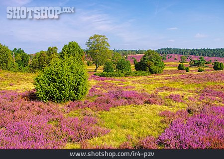 
                Heidelandschaft, Heideblüte                   