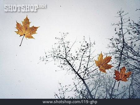 
                Herbstlaub, Glasscheibe                   