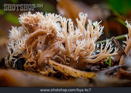 
                Bauchweh-koralle                   