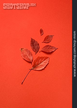 
                Herbstblatt, Blattform, Rotton                   