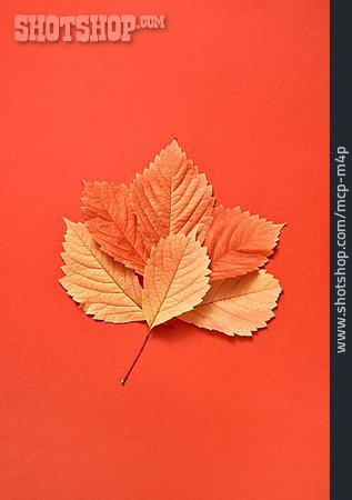 
                Blatt, Herbstblatt, Herbstfärbung                   