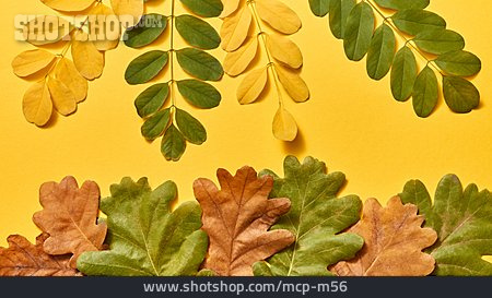 
                Herbstblatt, Herbstfärbung, Blattform                   