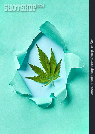 
                Hanf, Alternative Medizin, Legalisierung                   