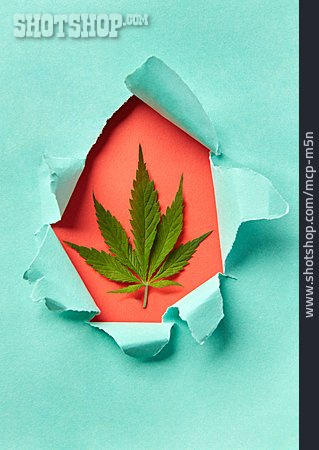 
                Marijuana Plant, Hemp Leaf                   