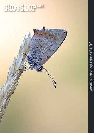 
                Schmetterling, Nierenfleck-zipfelfalter                   