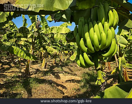 
                Bananenstaude, Bananenplantage                   