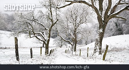 
                Winter, Winterlandschaft, Feldweg                   