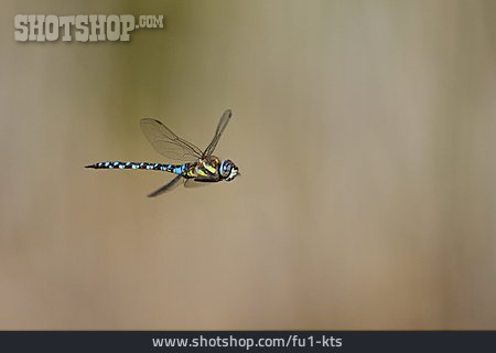 
                Libelle, Blaugrüne Mosaikjungfer                   