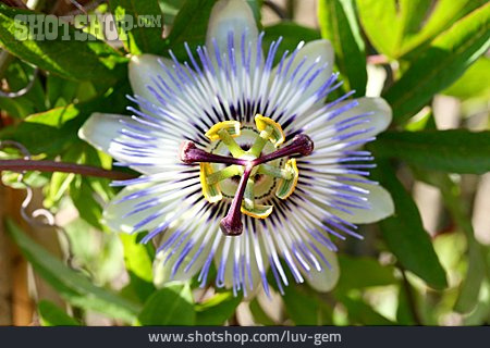 
                Blütenstempel, Blaue Passionsblume                   