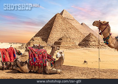 
                ägypten, Kamel, Gizeh, Cheops-pyramide, Kameltour                   