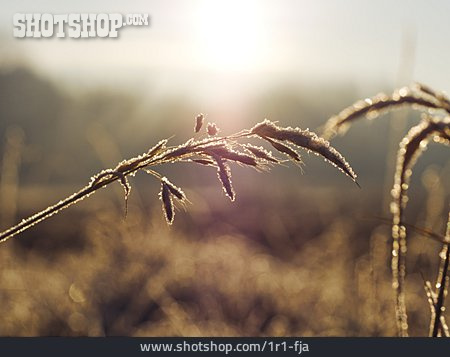 
                Gräser, Frost, Golden, Morgensonne                   