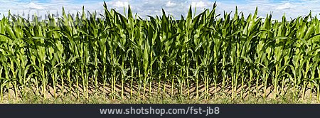 
                Landwirtschaft, Maisfeld, Nutzpflanze                   