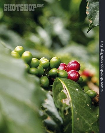 
                Frucht, Kaffeepflanze                   
