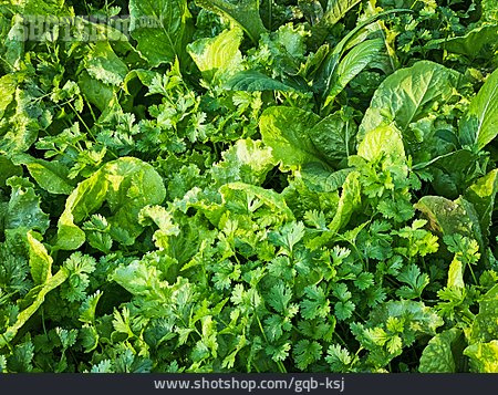
                Petersilie, Salatpflanze                   