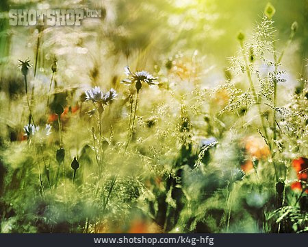 
                Blumenwiese, Sommerwiese, Wildblumen                   