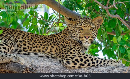 
                Leopard                   