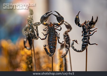 
                Delikatesse, Skorpion, Streetfood                   