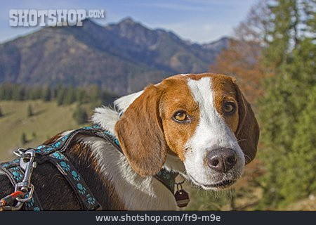 
                Beagle, Spürhund                   