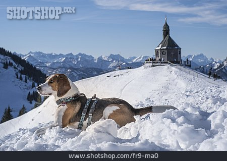 
                Beagle, Wallbergkapelle                   
