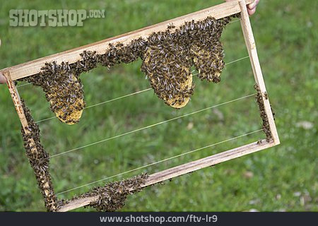 
                Honig, Bienenzucht, Bienenwabe                   