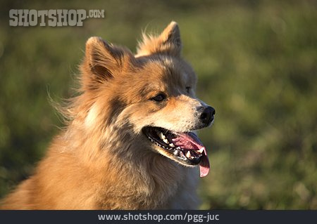 
                Hund, Eurasier                   