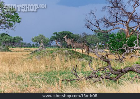 
                Großer Kudu, Botsuana                   