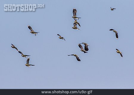 
                Flug, Vogelschwarm, Kiebitz                   